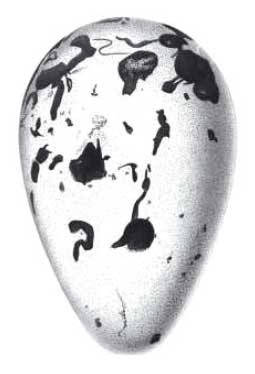 Alky velké snášely jen jedno vejce ročně.